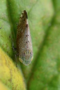 <i>Fieberiella florii</i>