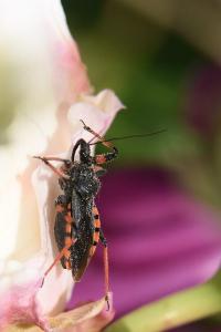 <i>Rhynocoris annulatus</i>