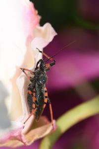 <i>Rhynocoris annulatus</i>