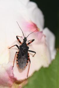 <i>Rhynocoris annulatus</i>