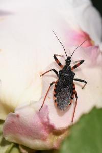 <i>Rhynocoris annulatus</i>