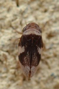 <i>Philaenus spumarius</i>