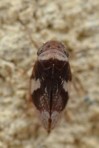 <i>Philaenus spumarius</i>