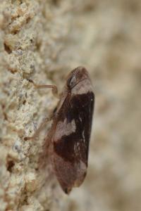 <i>Philaenus spumarius</i>