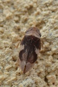 <i>Philaenus spumarius</i>