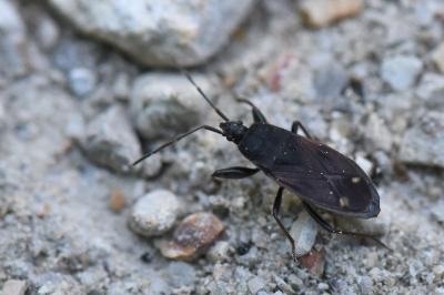 <i>Eremocoris plebejus</i>
