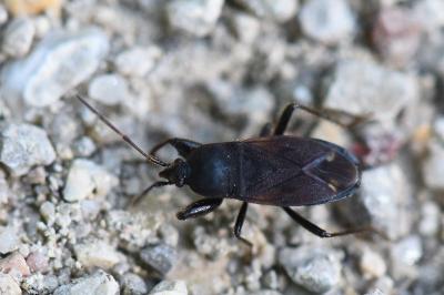 <i>Eremocoris plebejus</i>