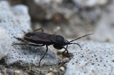 <i>Eremocoris plebejus</i>
