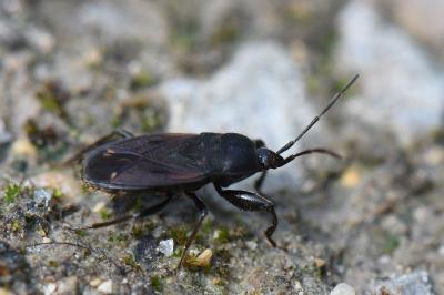 <i>Eremocoris plebejus</i>