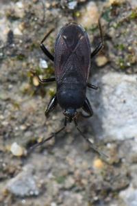 <i>Eremocoris plebejus</i>