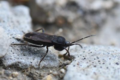<i>Eremocoris plebejus</i>
