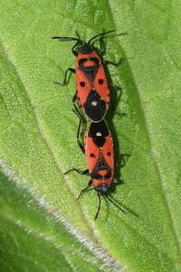 <i>Melanocoryphus albomaculatus</i>