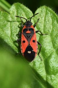 <i>Melanocoryphus albomaculatus</i>