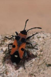 <i>Horvathiolus superbus</i>
