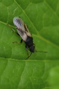 <i>Metopoplax ditomoides</i>