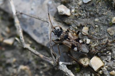 <i>Beosus maritimus</i>