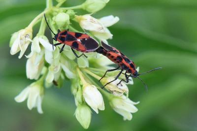 <i>Tropidothorax leucopterus</i>