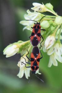 <i>Tropidothorax leucopterus</i>