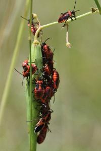 <i>Tropidothorax leucopterus</i>
