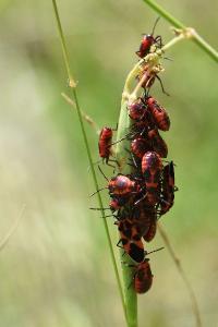 <i>Tropidothorax leucopterus</i>