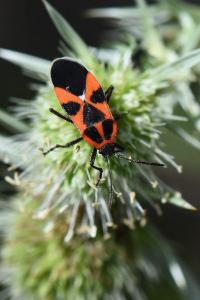 <i>Tropidothorax leucopterus</i>