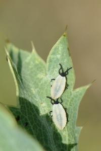 <i>Catoplatus carthusianus</i>