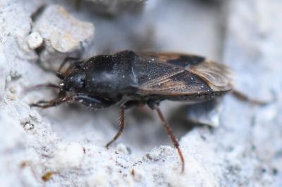 <i>Megalonotus emarginatus</i>