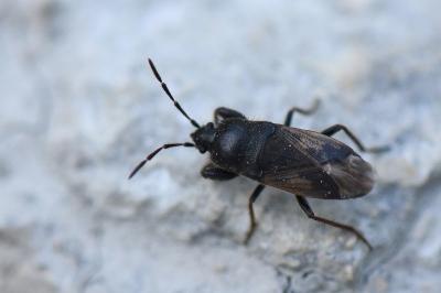 <i>Megalonotus emarginatus</i>