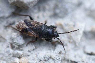 <i>Megalonotus emarginatus</i>
