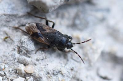 <i>Megalonotus emarginatus</i>