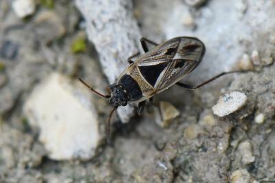 <i>Xanthochilus quadratus</i>