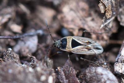 <i>Xanthochilus quadratus</i>