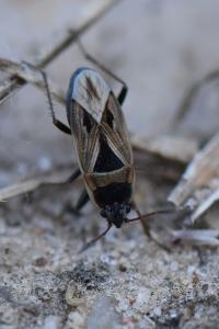 <i>Xanthochilus quadratus</i>