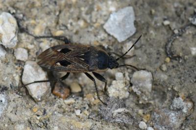 <i>Graptopeltus lynceus</i>