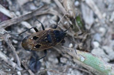 <i>Graptopeltus lynceus</i>