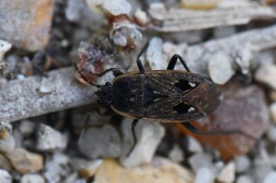 <i>Graptopeltus lynceus</i>