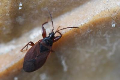 <i>Gastrodes grossipes</i>