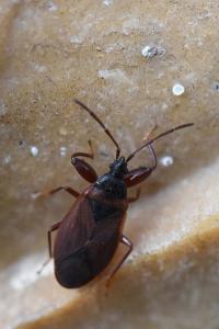 <i>Gastrodes grossipes</i>