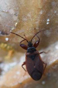 <i>Gastrodes grossipes</i>