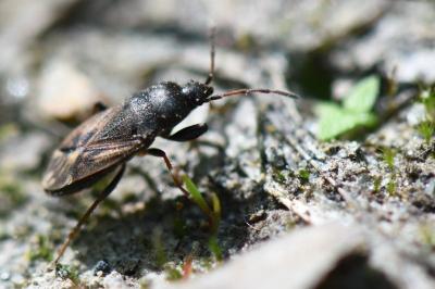 <i>Megalonotus emarginatus</i>