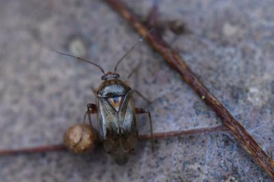 <i>Lygus pratensis</i>