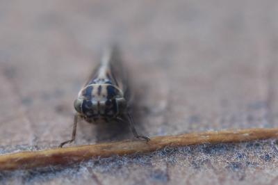 <i>Dryodurgades antoniae</i>