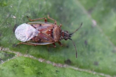 <i>Kleidocerys resedae</i>