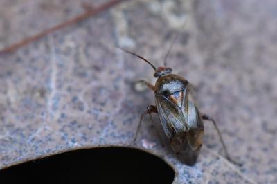<i>Lygus pratensis</i>