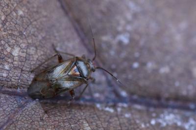 <i>Lygus pratensis</i>