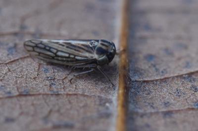 <i>Dryodurgades antoniae</i>
