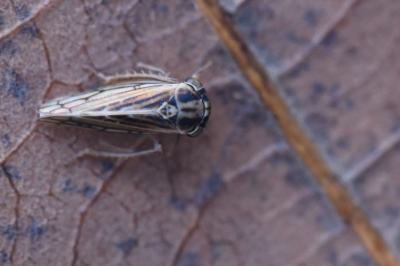 <i>Dryodurgades antoniae</i>