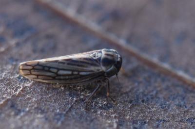 <i>Dryodurgades antoniae</i>