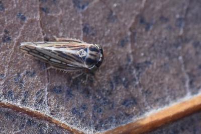 <i>Dryodurgades antoniae</i>
