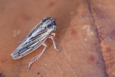 <i>Dryodurgades antoniae</i>